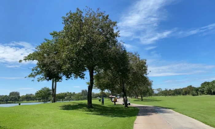 The Pine Golf Club_05